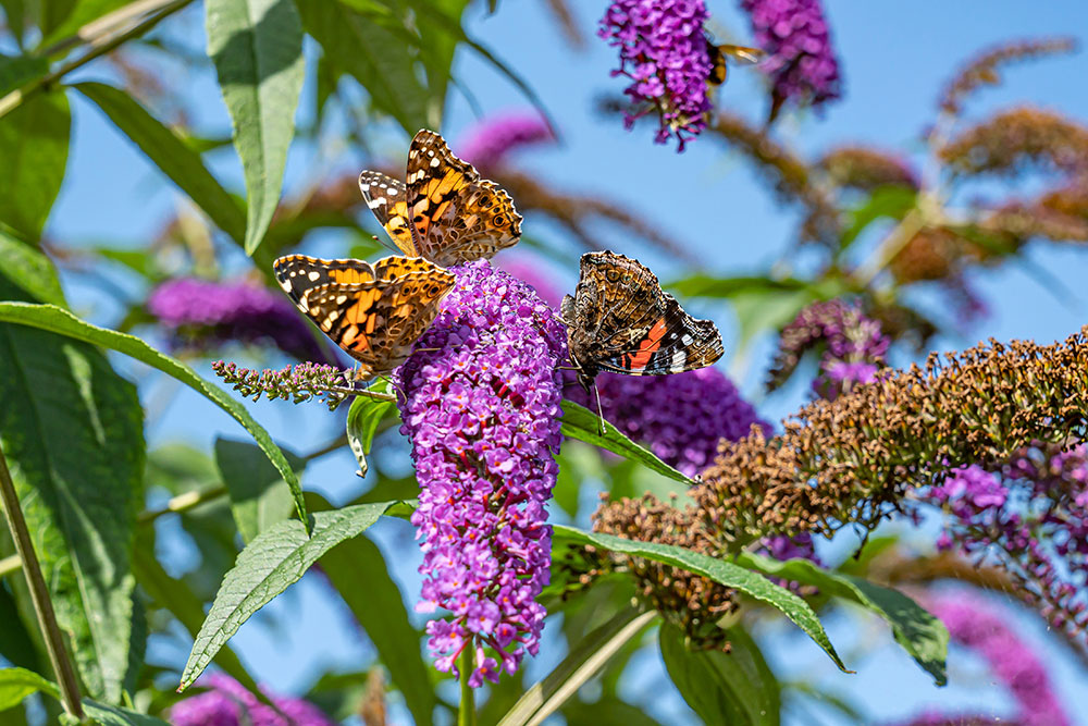 buddleja uno de los antioxidantes para la piel más importantes