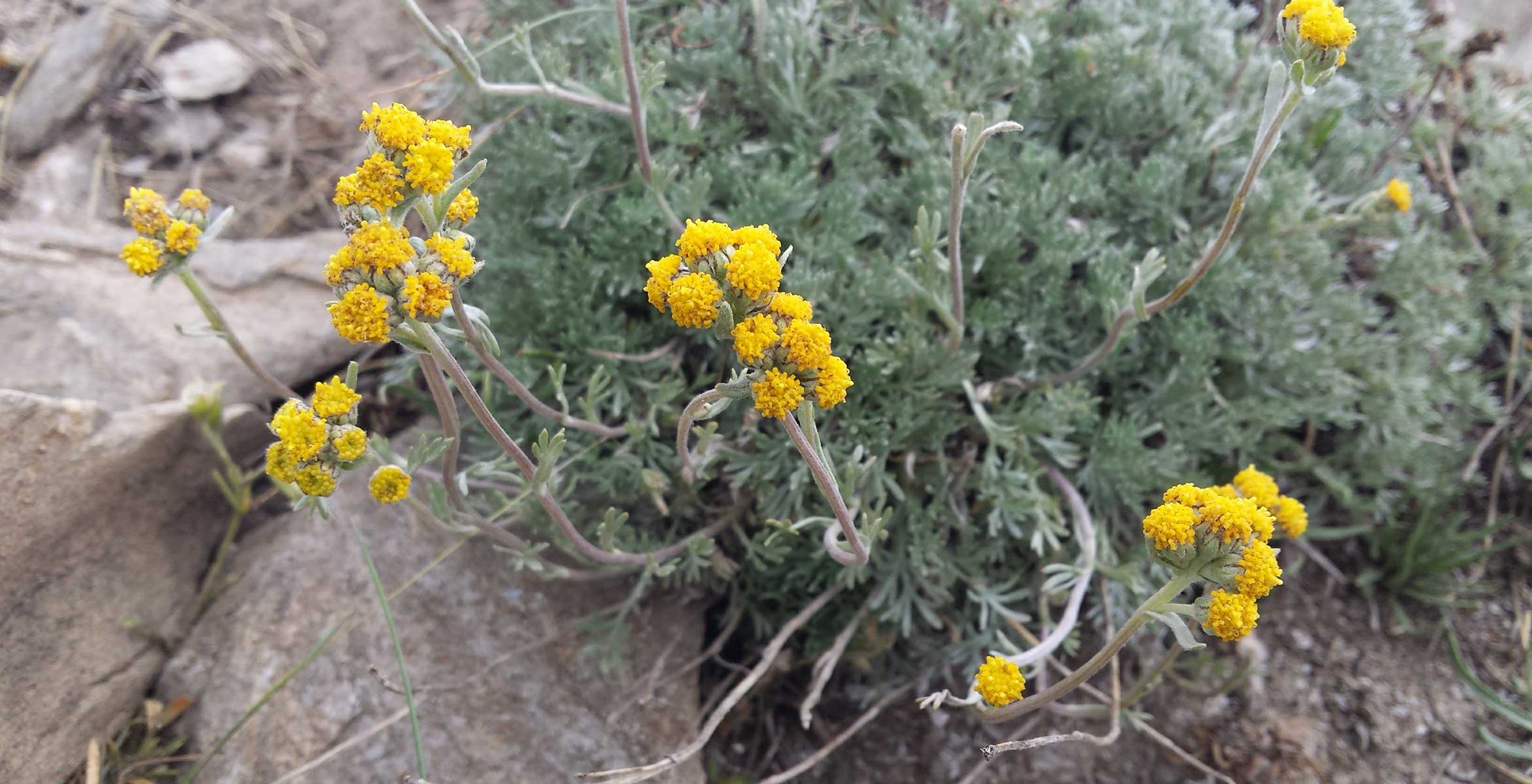 artemisia umbelliformis Twelve Beauty