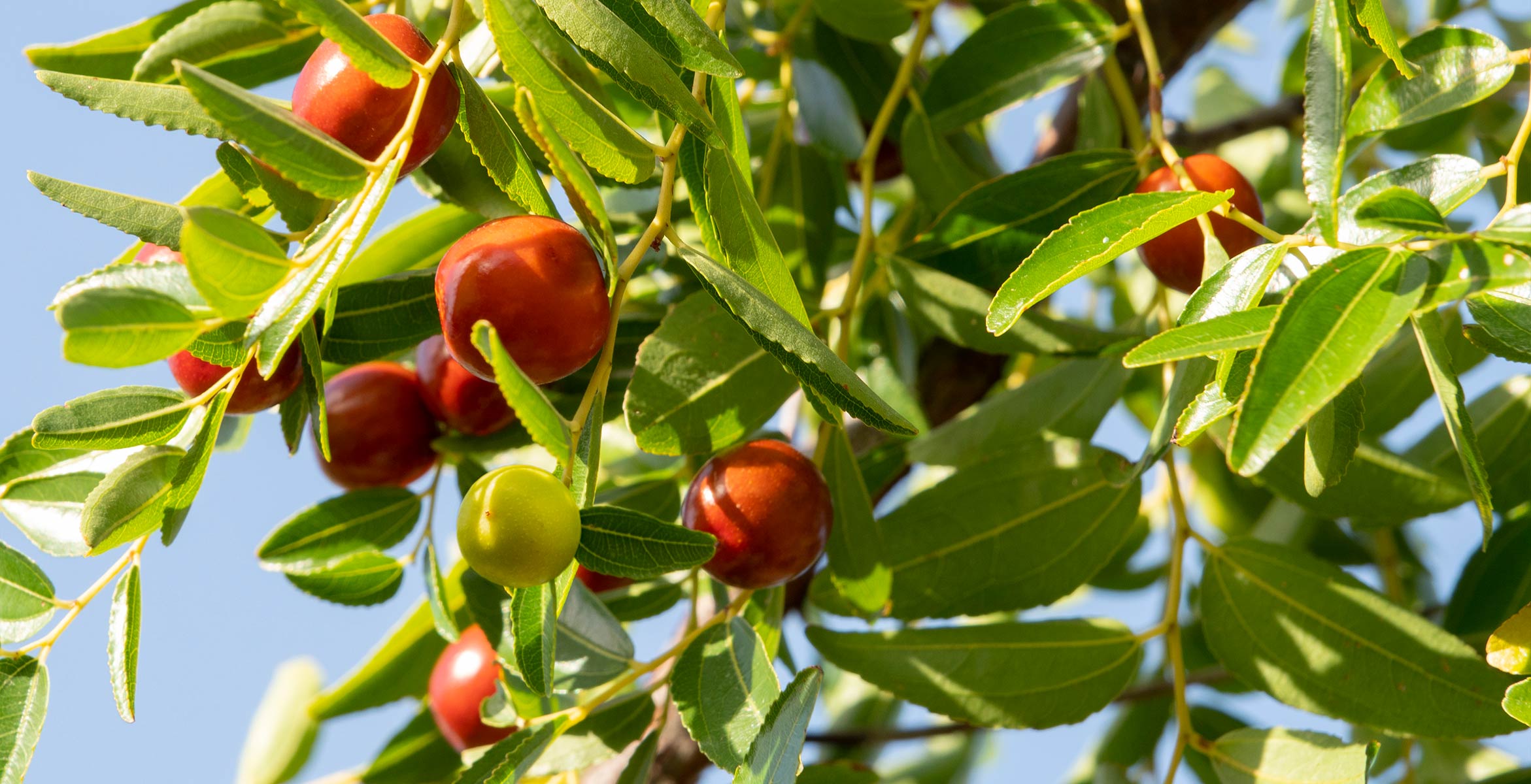 esteres de jojoba beneficios